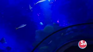 15K views · 27 reactions | Sing it with us, "Under the sea..."  麗呂 The new SEA LIFE Aquarium San Antonio is set to open at the Shops at Rivercenter on Tuesday, May 25, and Jen Tobias-Struski takes us there for a first look at the underwater tunnel. Ticket details here >>https://bit.ly/3hldzcI | SA Live | Facebook