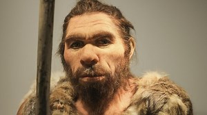 Neandertaler: Warum das Flaschenhals-Prinzip ihren Untergang besiegelte