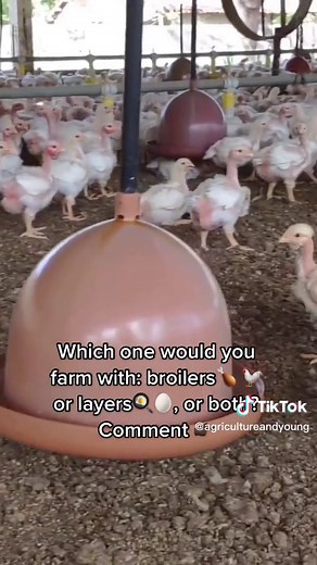 Broilers vs Layers: Which Chicken to Farm for White Eggs