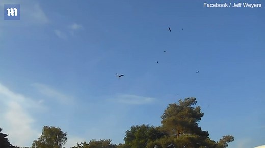 Thirty-six majestic Red Kites flock to Henley-on-Thames