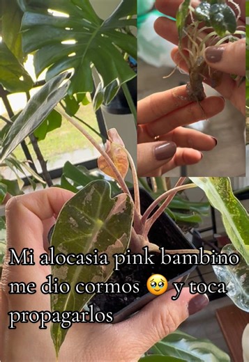 Hoy revisando mi Alocasia Pink Bambino porque tenía mosquitas en el sustrato 🪰 decidí retirarle la capa superior de tierra… y miren la sorpresa 👀✨ ¡Encontré dos cormos! 🌱 Así que obviamente van directo a propagación en musgo para intentar sacar nuevas plantitas 💚 A veces los “problemas” en las plantas terminan siendo regalos escondidos 😌🌿 ¿Quién más revisa el sustrato y termina encontrando bebés inesperados? #AlocasiaPinkBambino #rareplants #Propagación #exoticplants #interiorplants
