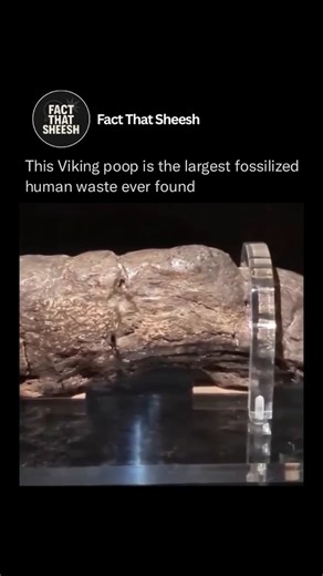 The “Lloyds Bank Coprolite” — yes, it’s ancient Viking poop ⚔️. At 8 inches long, it’s the largest fossilized human feces ever found, offering a 1,000-year-old peek into what Vikings ate (and… well, digested). Now proudly displayed in York, England! ️ #VikingHistory #WeirdHistory #AncientArtifacts #FunFactFriday #HistoryNerd | Fact That Sheesh | Facebook