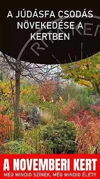 A júdásfa CSODÁS növekedése a kertben #ritakertje