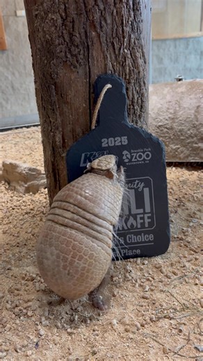 4.3K views · 40 reactions | Armadillo Appointed Official Trophy...