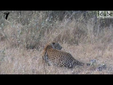 LION Vs LEOPARD: Lioness Stalks And Chases Male Leopard!