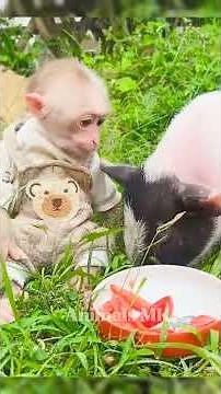 Baby monkey video! Bibi baby is Smart and cute! #bibi #lala #monkybibi