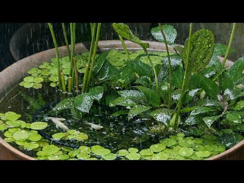 Cozy Rain Sounds on My Mini Fish Pond 🌿 Deep Sleep ASMR for Anxiety & Insomnia