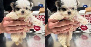 Precious Dog Does the River Dance in Viral Video - Positive Stories