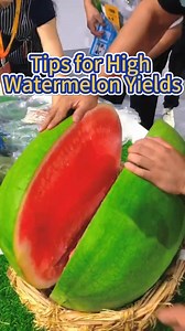 49K views · 1K reactions | Tips to yield more watermelons #garden #gardening #planting #farming #fruits #watermelon #melon | Planting Fever | Facebook