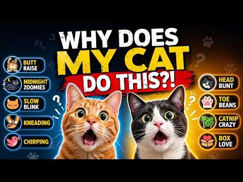 9 Strange Cat Behaviors Finally Explained By Scientists (2026) Researched