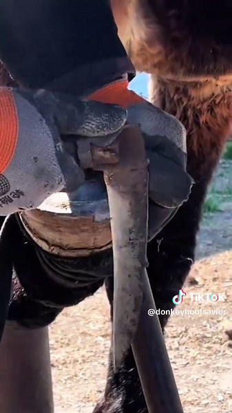 DONKEY HOOF SAVIOR on TikTok