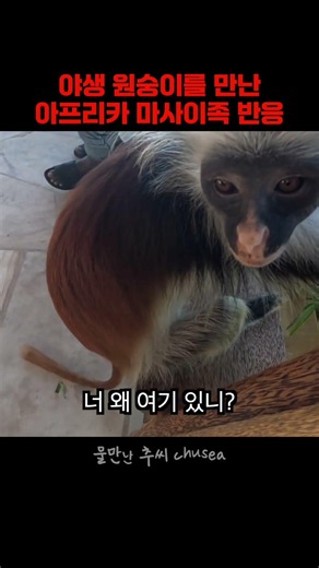 First time seeing a wild monkey? You too? Me too!