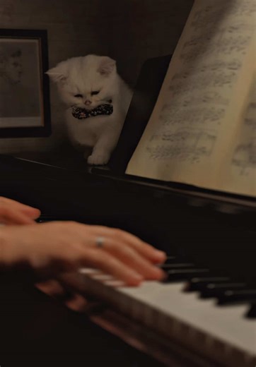 Davy Jones sad story 🌊 Thanks for video my sunshine ♥️ @English by Leila Teacher ✨ Davy Jones' story is a tragic tale of a mortal sailor who fell in love with the sea goddess Calypso. Tasked with ferrying souls lost at sea, he was promised a day on land every ten years, but when she failed to appear after his first decade of service, he broke his heart, turned monstrous, and became a cruel ruler of the ocean. #davyjones #vüsalsüleymanov #fyp #cat #piratesofthecaribbean