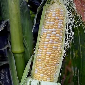 Mountain Valley Seed Co Serendipity Hybrid Triplesweet Corn Garden Seeds | (Treated) - 1 Lb ~2,080 Seeds - Non-GMO Vegetable Gardening Seed - Bicolor Triple Sweet Corn