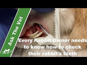 Every Rabbit Owner needs to know how to check their rabbit's teeth- Companion Animal Vets