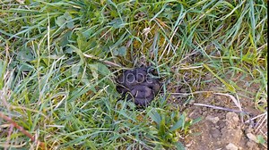 Latrines with badger droppings. Badger presence indicator