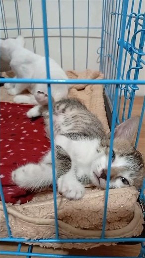 tired, full, sleepy kittens 😺❤️ #catshorts #kitten #cutecat
