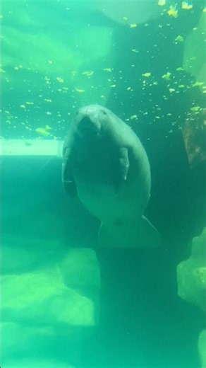 DISNEY MANATEES EPCOT #shorts