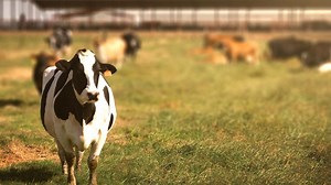 Ag Report: Rising milk prices explained