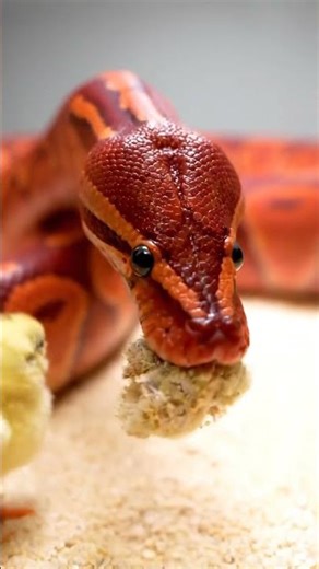 Giant Python Feeding Multiple Baby Chicks in Glass Setup | Rare Reptile Feeding Moment