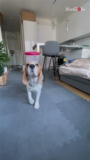 Animal Antics: Beagle Outclasses DC Super-Pets with Balancing Skills || WooGlobe