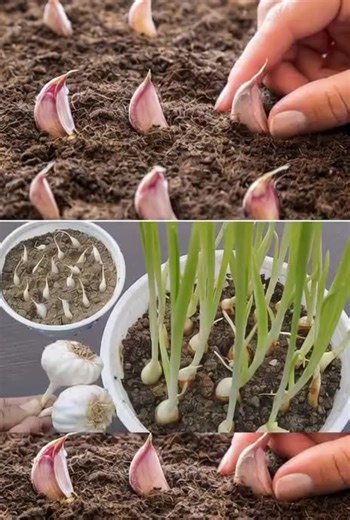 84K views · 54 reactions | Don’t buy garlic anymore! Here’s how to grow it in a pot endlessly | TIPS in comments | 10 Garden Tips | Facebook