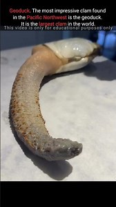 Geoduck. The most impressive clam in the Pacific Northwest is the geoduck.