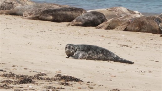 Mystic Aquarium team on a mission to save the seals