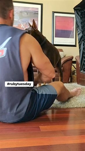 Ruby was truly amazing in front of the camera. Bruce is young but is juust as good. Looking forward to his progress and make him even better!#doberman #dobermann #rubydooby_do #dogsofinstagram | Rubydoobydo