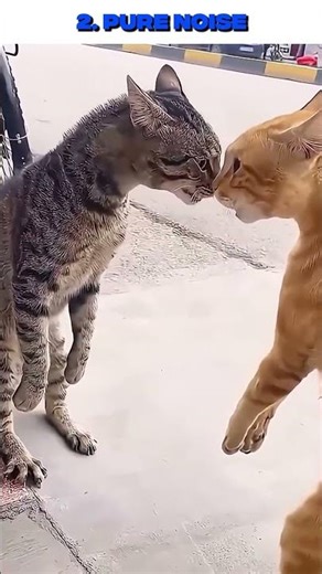 Top 5 Angry Cats Caught in 4K 😂🔥 #shorts