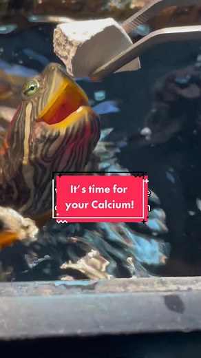 Sweetie the Turtle's Bi-Weekly Calcium Treat | Turtle Calcium Blocks