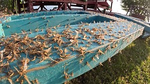 FISHING during the MAYFLY HATCH! ✅ Here's a clip from our episode with Toby Kvalevog of Leisure Outdoor Adventures talking about finding fish during a mayfly hatch and what to use. | AnglingBuzz