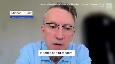 As Bird Flu Spreads, Are Backyard Bird Feeders A Danger?