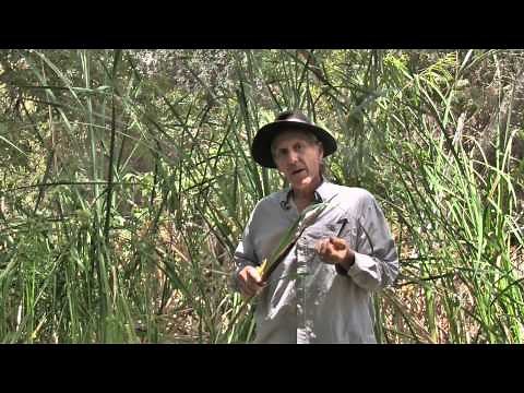 The many uses of Cattails