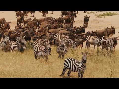 King of the Jungle: From the Tiger's Gaze to the Zebra's Escape