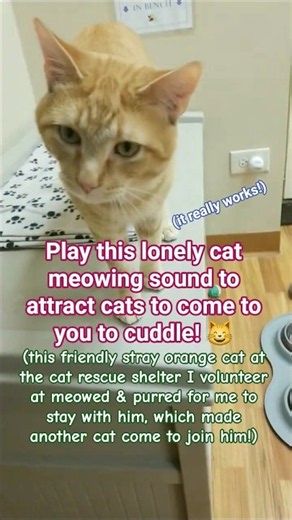 This sad meowing sound of a lonely orange shelter cat will make your cats come to you to cuddle 😺