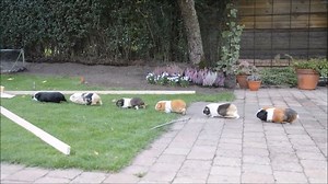 7.9K views · 542 reactions | The guinea pig train! | Guinea Pigs Adventures | Facebook