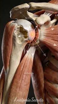 🥥 THE SHOULDER | Parts of the Human Body #22