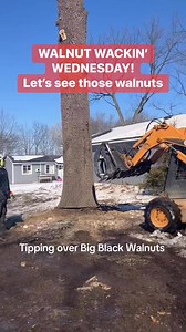 Walnut Wackin Wednesday! Let’s see those walnuts! #logging #land #walnut #liveedge #timber #skidder #skidsteer #TreeRemoval #loggingvideos #loggers #lumber #epoxy #slabs #kiln #table #vanity #trees #forest #woods #woodworking #woodworker #excavator #forestry #machine #johndeere #timberjack #oldschool #log #logs | Midwest Forestry LLC & Walnut Buyers