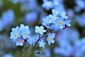 Brunnera vs. Forget-me-not: 5 Key Differences