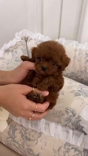 Teacup poodles 🐩 for adoption (@teacup.poodles.fo19)’s videos with original sound - Teacup poodles 🐩 for adoption