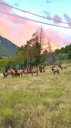 Sound up! Our beloved Unicorn bull was letting this guy “practice” with his harem until he wasn’t! ⚠️ 🦌 Have you seen his unique antler pattern? 👑 #unicorn #contender #elkrut #bullelk #coloradowildlife #untamednature #wapiti #wildlifereels #bigbull #canonuser #foryoupageviralジ | The Untamed View