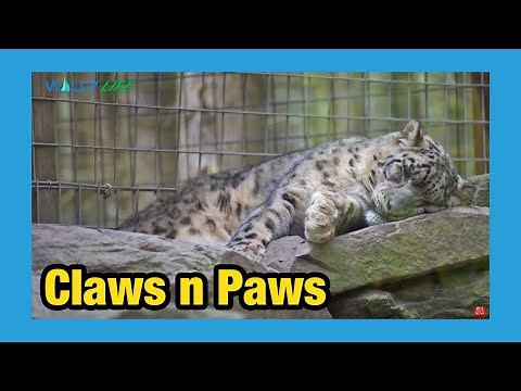 Claws n Paws Animal Park in the Poconos (2020)