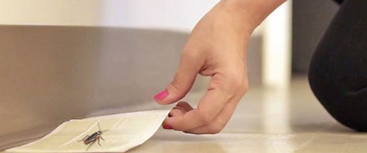 Cockroach Inspection Guide