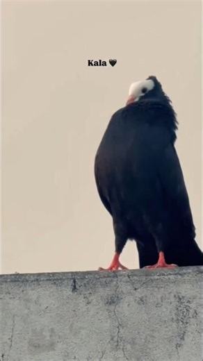 mukhi pigeons #pigeon #lover #trendingsong #wayral_video #birdspecies