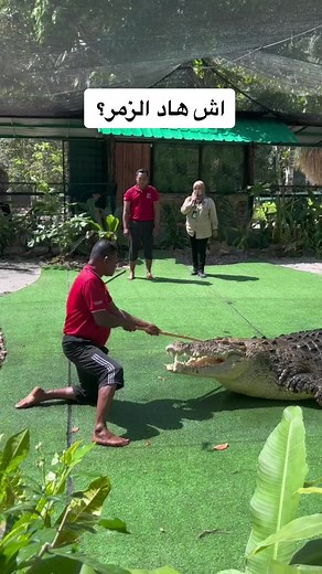Crocodile Encounter: Safe Interaction Tips and Insights
