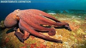 Invertebrates Lesson for Kids: Characteristics & Facts