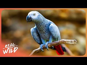 Understanding The Secret Language of Animals