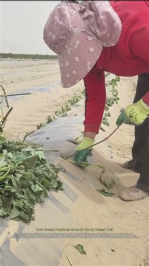 Farmers Planting Sweet Potatoes With a Simple Homemade Tool in Sand Soil !