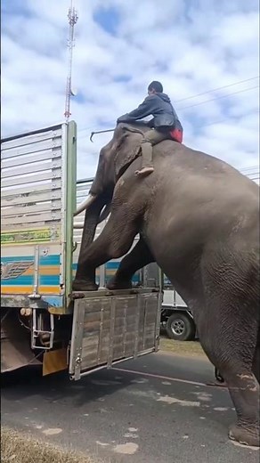 How intelligent are elephants 😮 By Wild Adventures